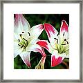 Lily Pink Reflections Framed Print