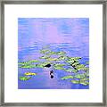 Laying Low Like A Lily Pond Framed Print