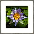 Lily Queen Of The Pond Framed Print