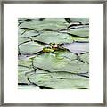 Lily The Frog Framed Print