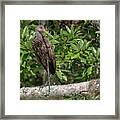 Limpkin - Aramus Guarauna Framed Print