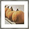 Line Of Pumpkins Framed Print