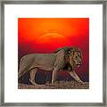Lion At Sunset Framed Print