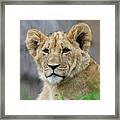 Lion Cub Close Up Framed Print