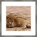 Lion Cub Hugs Mother Framed Print