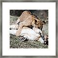 Lion Cubs At Play Framed Print