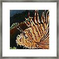 Lion Fish Framed Print