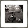 Lion In The Grass Framed Print
