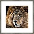 Lion King Of The Jungle 2 Framed Print