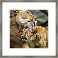 Lion Mother Licking Her Cub Framed Print