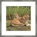 Lion Pride Framed Print