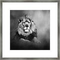 Lion - Pride Of Africa I - Tribute To Cecil In Black And White Framed Print