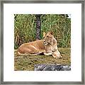 Lion Queen Framed Print
