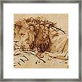 Lion Resting Framed Print