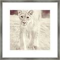 Lion Spirit Animal Framed Print