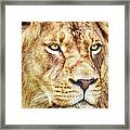 Lion Is The King Of The Jungle Framed Print