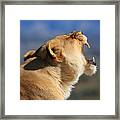 Lioness - Akina Framed Print