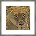 Lioness Framed Print