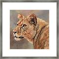 Lioness Portrait Framed Print