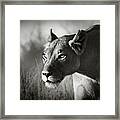 Lioness Stalking Framed Print