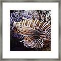 Lionfish Framed Print