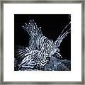 Lionfish Pterois Rotfeuerfisch Bw Framed Print