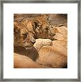 Lions Of Serengeti Framed Print