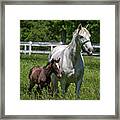 Lipizzan Horses Framed Print