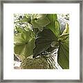 Lite - Green Study Framed Print