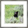 Little Bear Framed Print