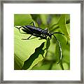 Little Beetle Framed Print