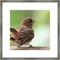 Little Bird Framed Print