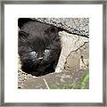 Little Black Kitten Framed Print