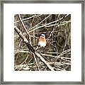 Little Blue Bird Hanging Out With Me By Framed Print