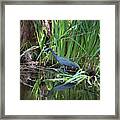Little Blue Heron Framed Print