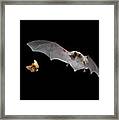Little Brown Bat Hunting Moth Framed Print