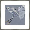 Little Egrets In Flight Framed Print