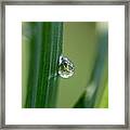 Little Garden In The Droplet Framed Print