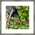 Little Green Heron Hunting Framed Print