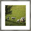 Little Lamb Framed Print