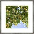 Little Leaf Linden Framed Print