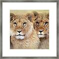 Little Lions Framed Print