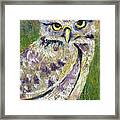 Little Owl Framed Print
