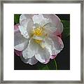Little Pearl Camellia Framed Print