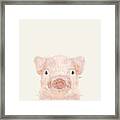 Little Pig Framed Print