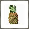 Little Pineapple Framed Print