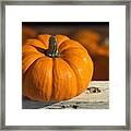 Little Pumpkin Framed Print