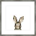 Little Rabbit Framed Print