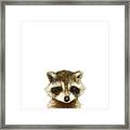 Little Raccoon Framed Print