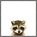 Little Raccoon Framed Canvas Print